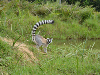 Madagaskar