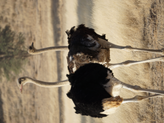 Moremi Game Reserve - Kgalagadi Transfontier Park