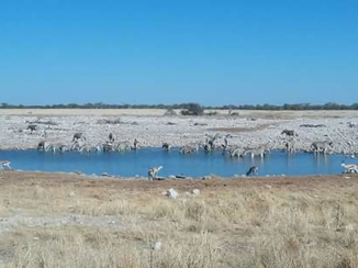 Namibië - Etosha National Park