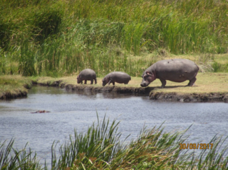 Tanzania - Nijlpaarden