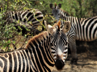 Tanzania - Lake Manyara National Park