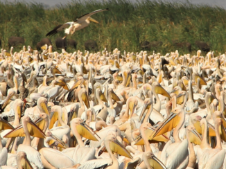 Tanzania - Duizende pelikanen