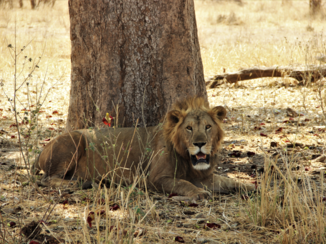 Tanzania - Uitbuiken onder de boom