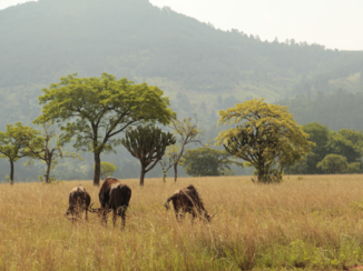 eSwatini (voorheen Swaziland)