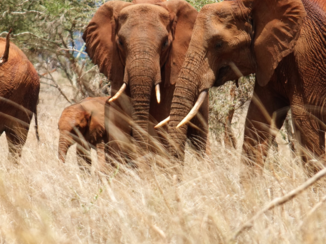 Kenia - Border tanzania/ kenia/amboseli