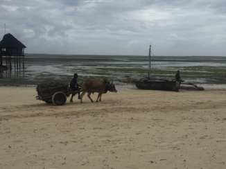 Stranden van Zanzibar