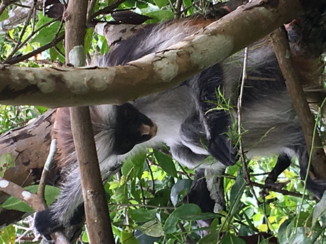 Stranden van Zanzibar