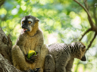 Madagaskar - Deze mango is niet helemaal rijp...
