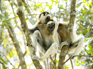 Madagaskar - Wàt zeg je?!