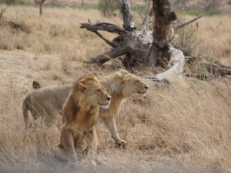 Tanzania - Serengeti