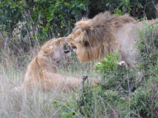 Kenia - De koning wordt afgewezen