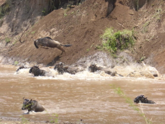 Kenia - De grote migratie