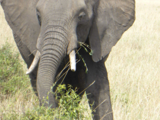 Kenia - Schitterende olifant