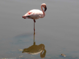 Kenia - Sleeping beauty