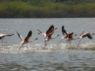 Kenia - Flamingo's
