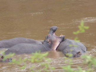 Kenia - Hippo's