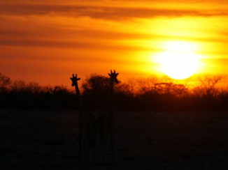 Spitzkoppe - Etosha