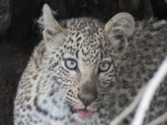 Spitzkoppe - Botswana