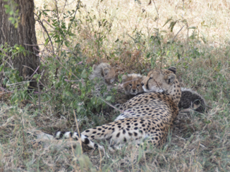 Serengeti National Park - Cheetah welpen