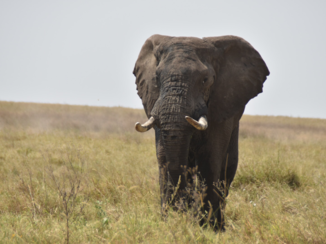 Serengeti National Park - Deze kwam wel heel dichtbij