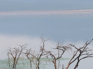 Masai Mara - Lake Bogoria