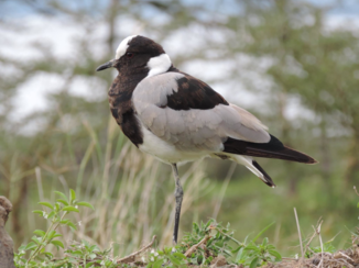 Masai Mara - Blacksmith lapwing