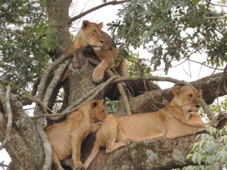 Masai Mara - Leeuwinnen in de boom