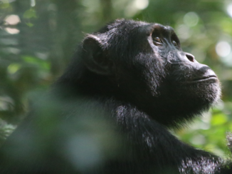 Oeganda - Chimpanse