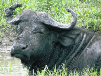 Oeganda - Buffel