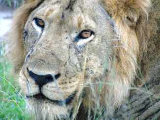 Oeganda - Leeuw