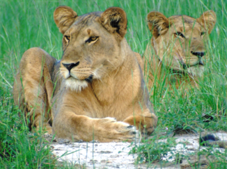Oeganda - Leeuwinnen