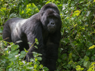 Oeganda - Silverback