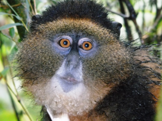 Oeganda - Golden Monkey