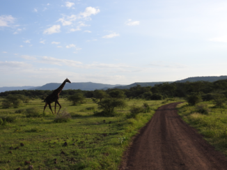 Tanzania - Giraf