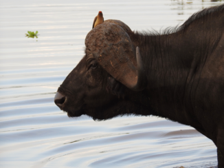 Tanzania - Waterbuffel