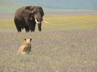 Tanzania - Be wild and wonder