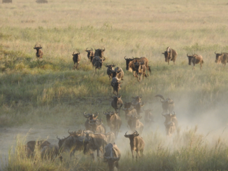 Tanzania - Gnoetrektocht