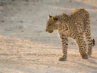 Etosha National Park - Golden moment