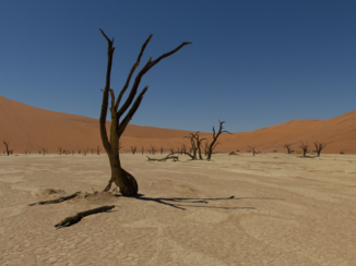 Namibië - Death Vlei