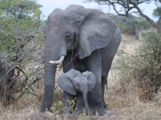Tanzania - Groot en klein