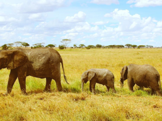 Serengeti National Park - Elephants