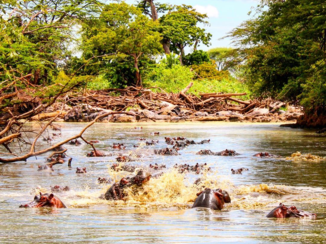 Serengeti National Park - Hippo's
