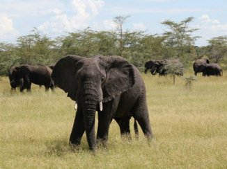 Serengeti National Park - Elephant