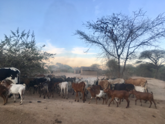 Tanzania - Just another day...