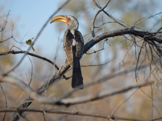 Tui - Zazu