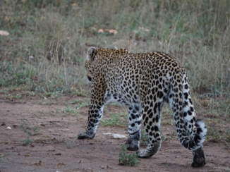 Tanzania - Serengeti