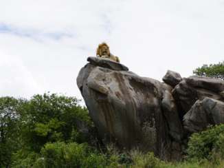 Tanzania - Lion king