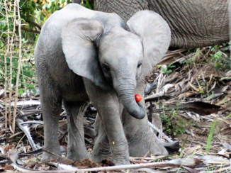 Tanzania - jonge olifant met palmvrucht