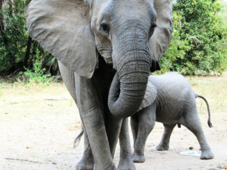 Tanzania - jonge olifant wordt beschermd door grote broer