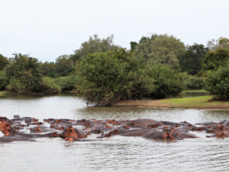 Tanzania - heel veel nijlpaarden
